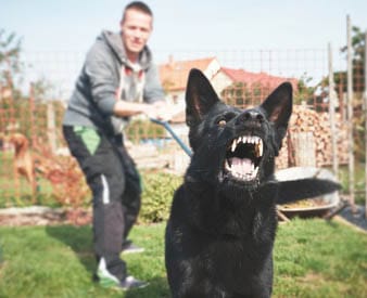 Dog snarling