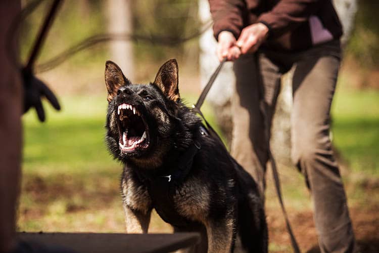 Lesiones por mordedura de perro