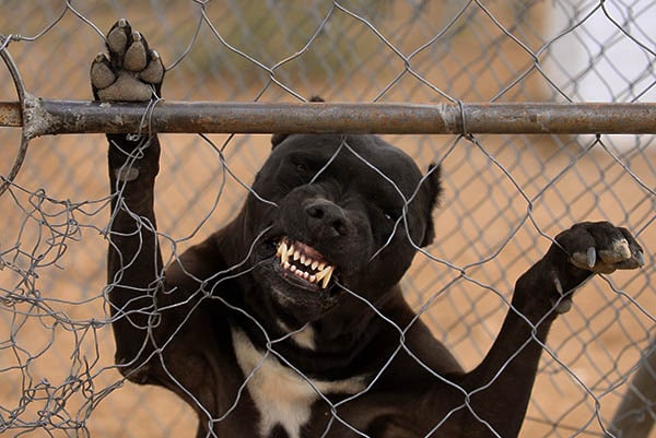 Pit bull biting iron fence