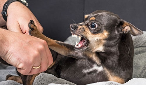 Small dog aggression
