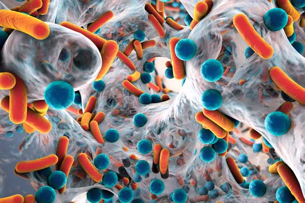 imagen ampliada y coloreada de bacterias
