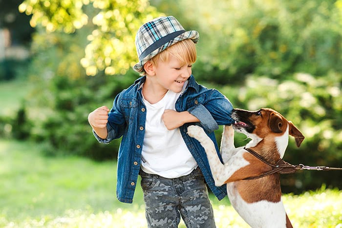 Jack Russel terrier mordiendo la chaqueta del niño