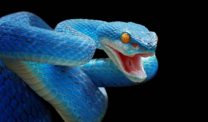 Primer plano de serpiente víbora azul