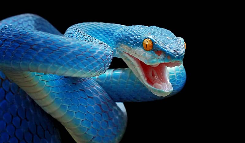 Primer plano de serpiente víbora azul