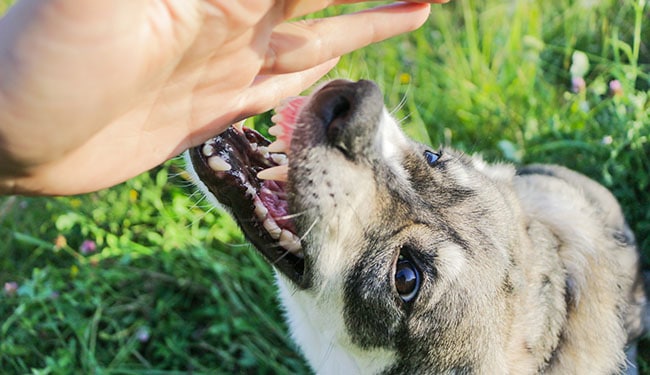 ¿CUÁNTO PUEDO DEMANDAR POR UNA MORDEDURA DE PERRO?