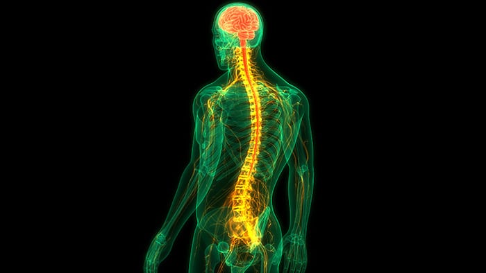 3D spinal cord diagram