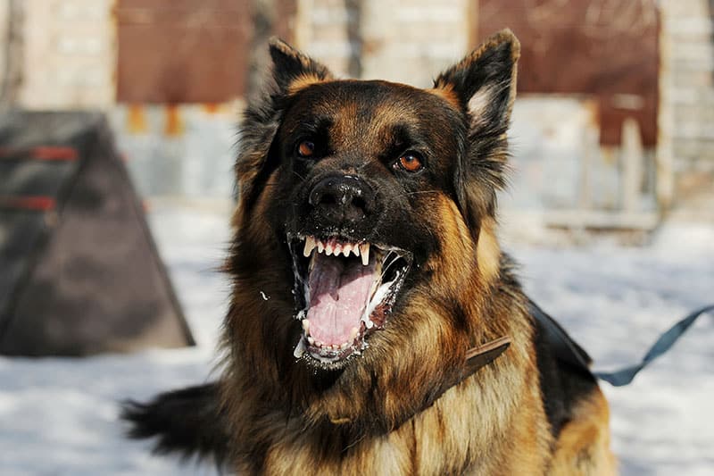 Angry looking dog