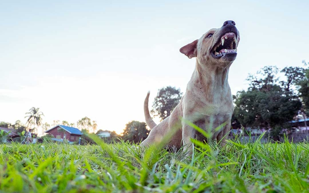 Vicious Dog Growling and Ready to Attack
