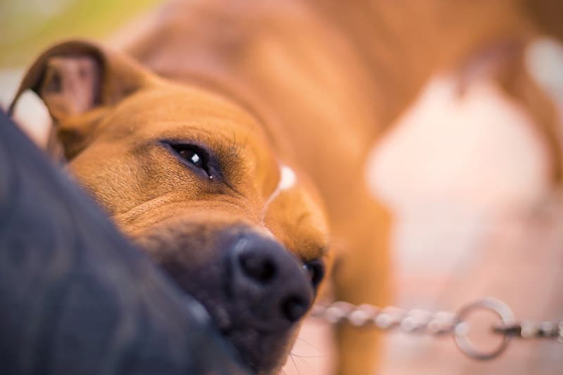 Dog biting tire